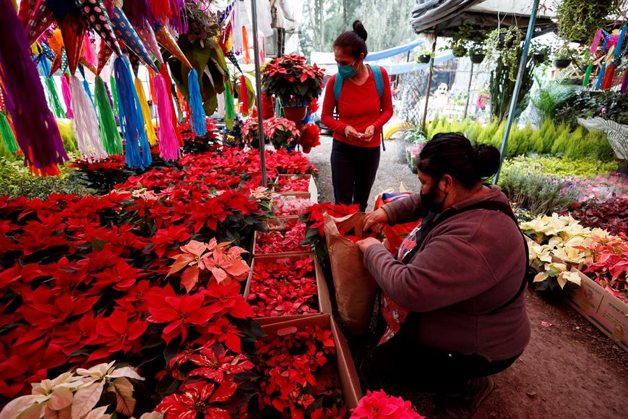 Flor de Nochebuena no abandona los hogares mexicanos en la Navidad del