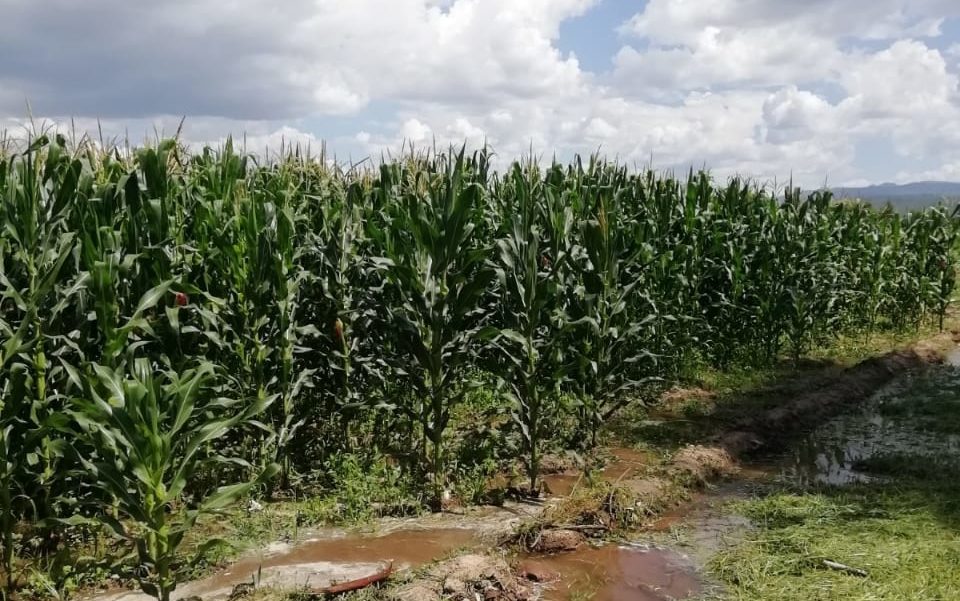3 campo