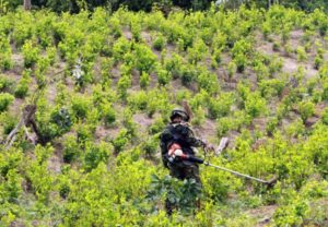 La producción de cocaína en Colombia y Perú batió récords ...