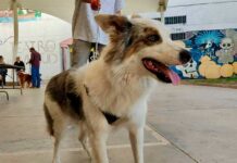 🕯️🐾 El día en que regresan los perritos: la tradición mexicana