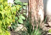 Escapó del Zoológico Sahuatoba un mono araña