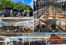 Fuerzas Federales catean inmuebles y aseguran varios objetos